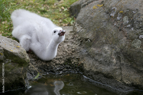 Young trumpeter swan