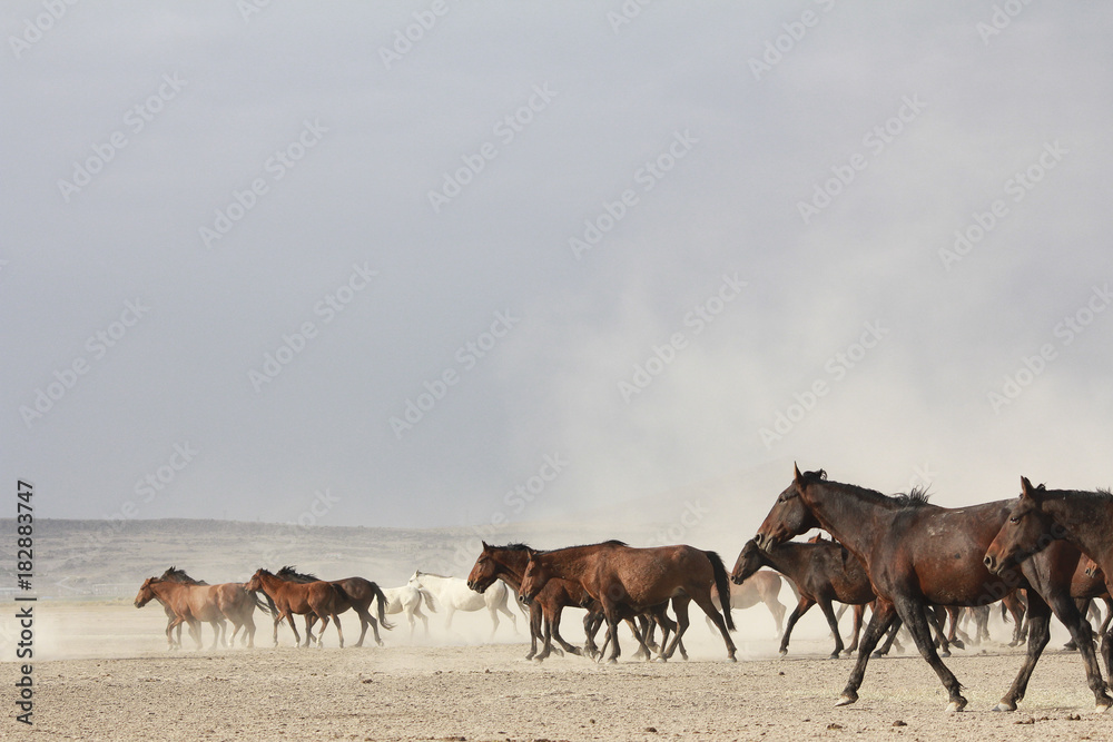 plain with beautiful horses in sunny summer day in Turkey. Herd of thoroughbred horses. Horse herd run fast in desert dust against dramatic sunset sky. wild horses 