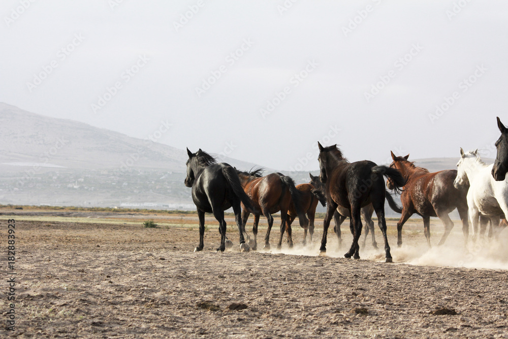 plain with beautiful horses in sunny summer day in Turkey. Herd of thoroughbred horses. Horse herd run fast in desert dust against dramatic sunset sky. wild horses plain with beautiful horses in sunny summer day in Turkey. Herd of thoroughbred horses. Horse herd run fast in desert dust against dramatic sunset sky. wild horses