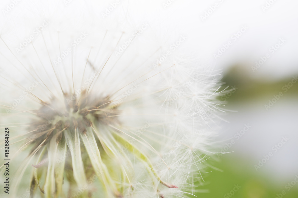 Dandelion on blur background