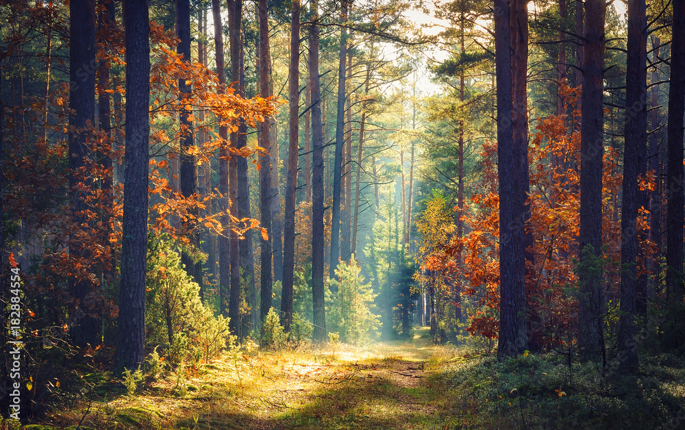 Autumn forest nature. Vivid morning in colorful forest with sun rays through branches of trees. Scenery of nature with sunlight. - obrazy, fototapety, plakaty 