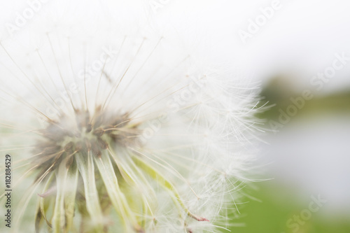 Dandelion on blur background