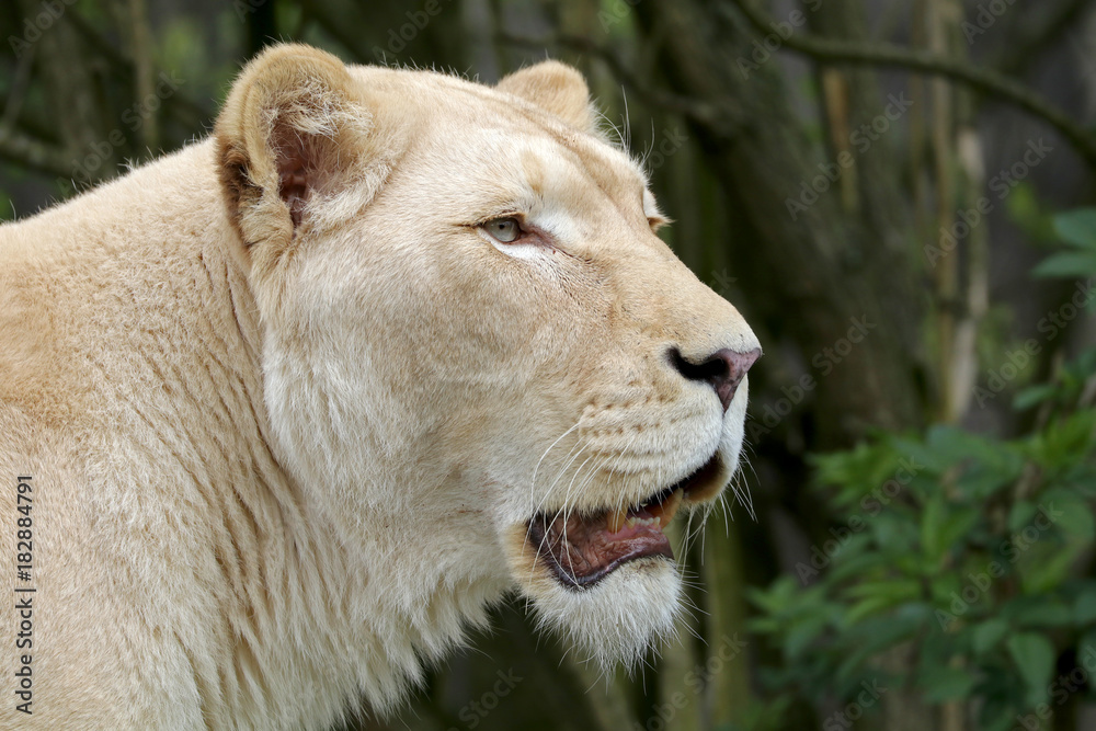 Fototapeta premium White lioness portrait