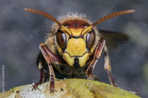 European hornet © Edwin Butter