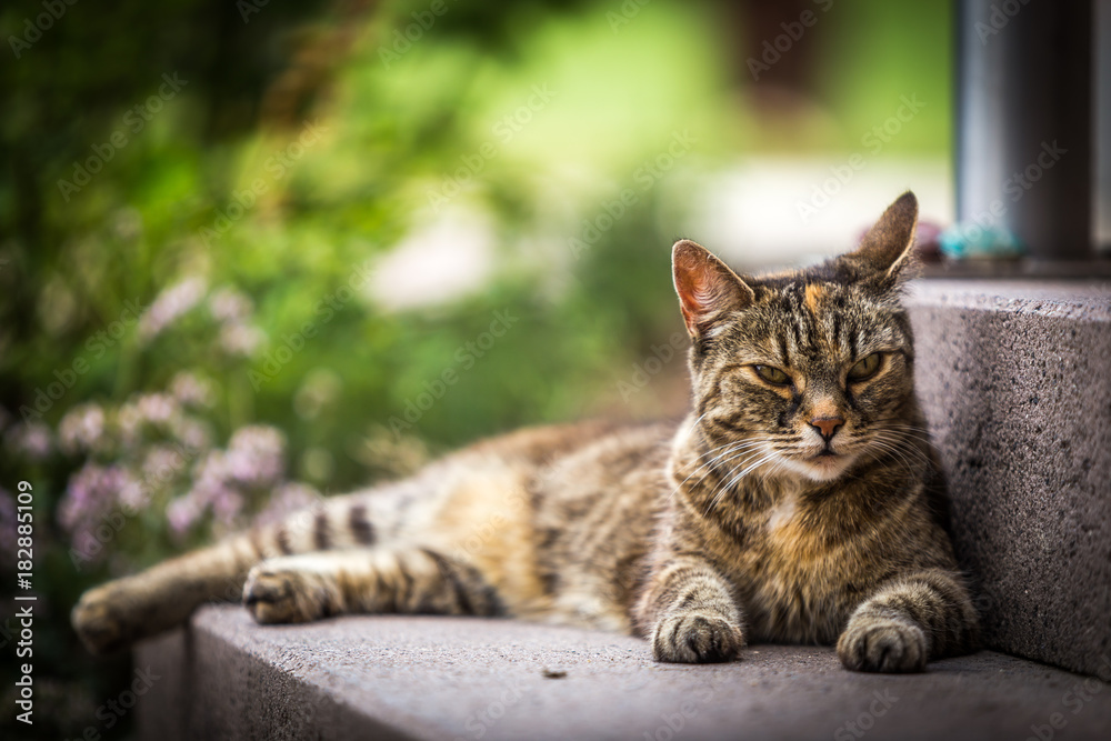 Cat lying outdoor in garden