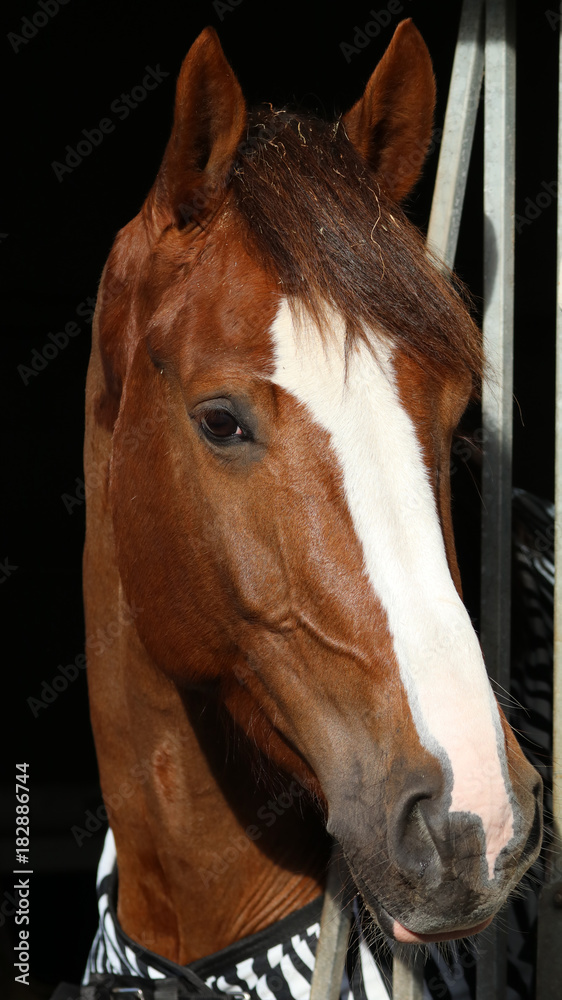 Fototapeta premium Horse