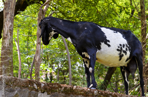 black and white Goat standing on stone wall and greenery behind