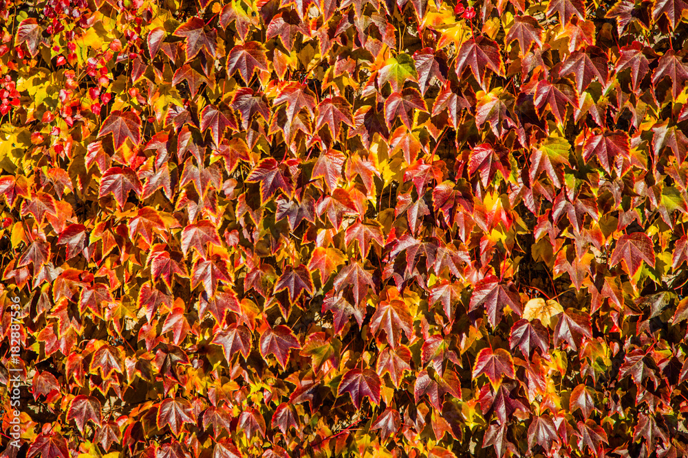 autumn leaf