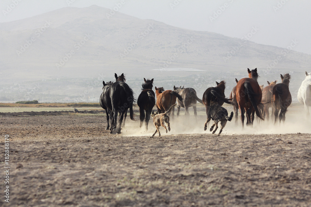 plain with beautiful horses in sunny summer day in Turkey. Herd of thoroughbred horses. Horse herd run fast in desert dust against dramatic sunset sky. wild horses