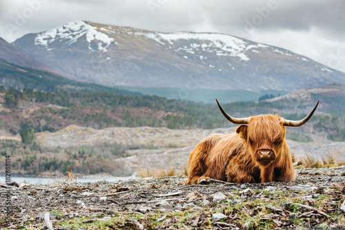 Isle of Skye - Highland cattle
