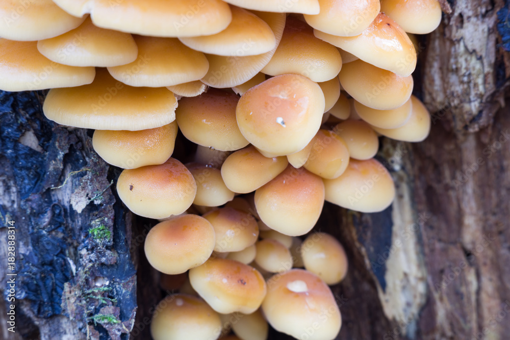 Cluster of young winter mushrooms on dead tree with dark blue bark Cluster of young winter mushrooms on dead tree with dark blue bark