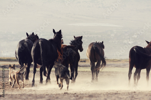 Fototapeta Naklejka Na Ścianę i Meble -  plain with beautiful horses in sunny summer day in Turkey. Herd of thoroughbred horses. Horse herd run fast in desert dust against dramatic sunset sky. wild horses