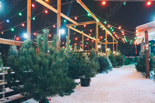 Christmas tree in the market place