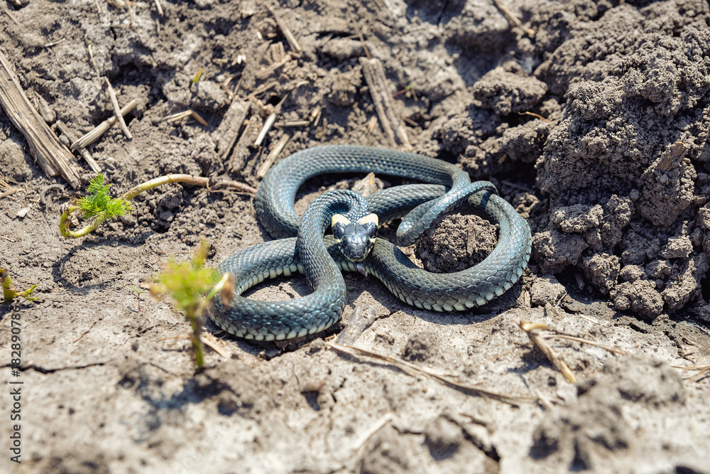 Obraz premium natrix on ground