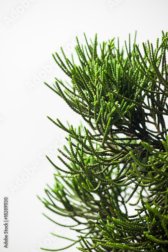 Close up pine tree leaf on white background.