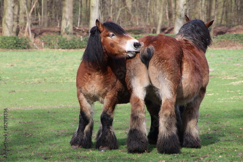 Belgium horses