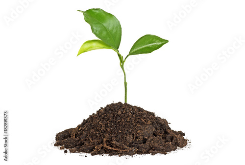 Young plant with humus isolated on white background