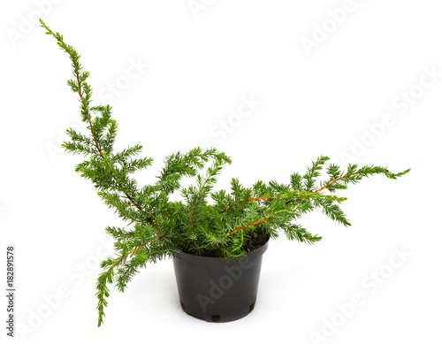 Juniperus conferta Schlager in a pot isolated on white background. Coniferous trees. Flat lay, top view © Flower Studio