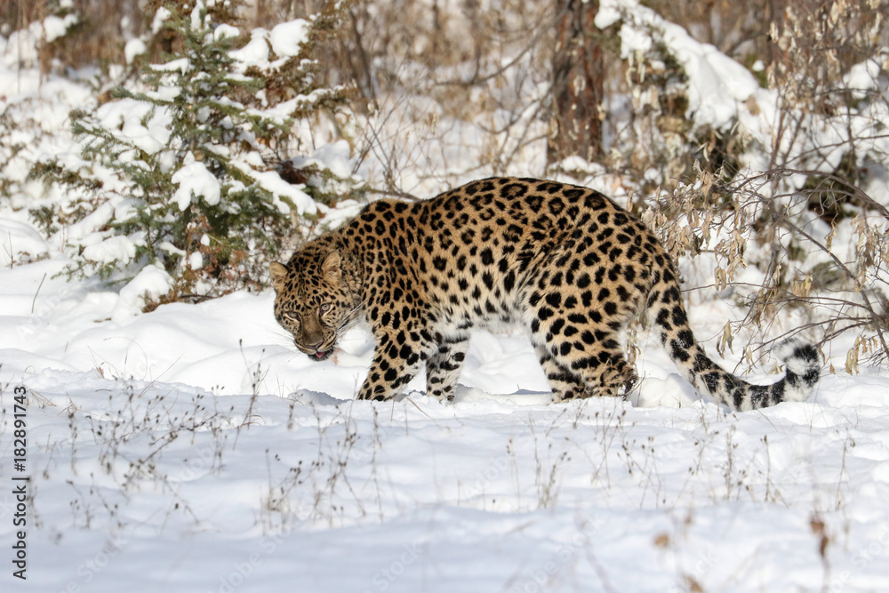 Obraz premium Amur Leopard