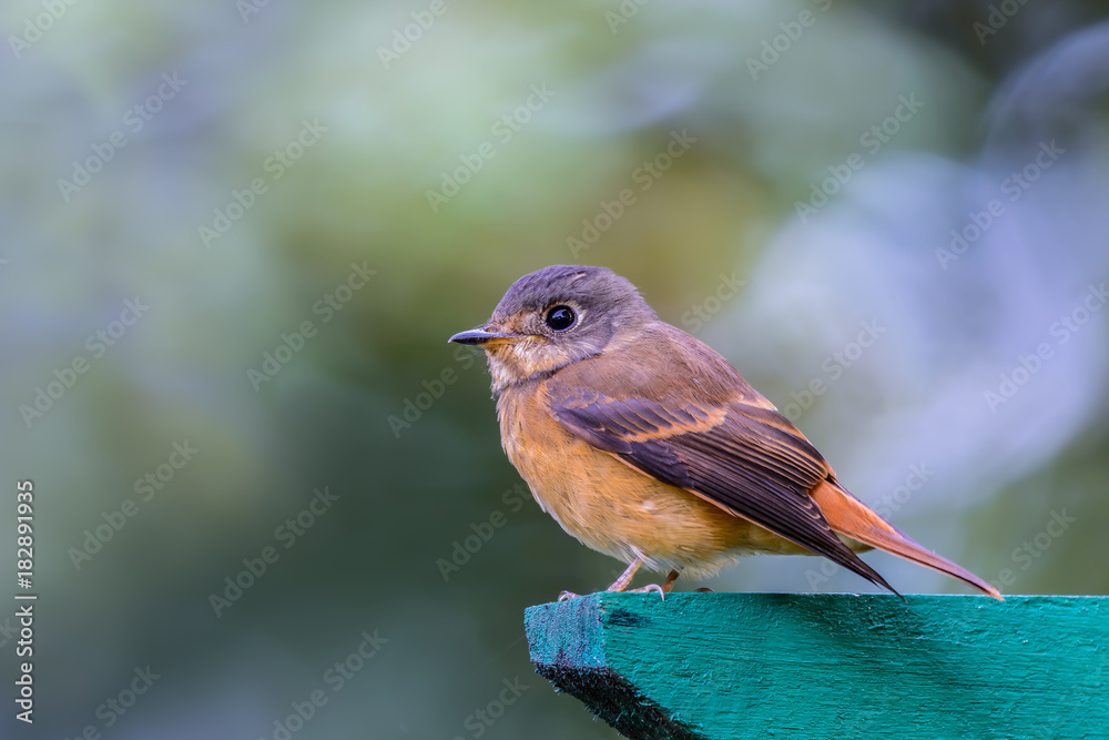 Fototapeta premium Ferruginous Flycatcher or Muscicapa ferruginea, beautiful bird standing on green wood with blur background in Thailand.