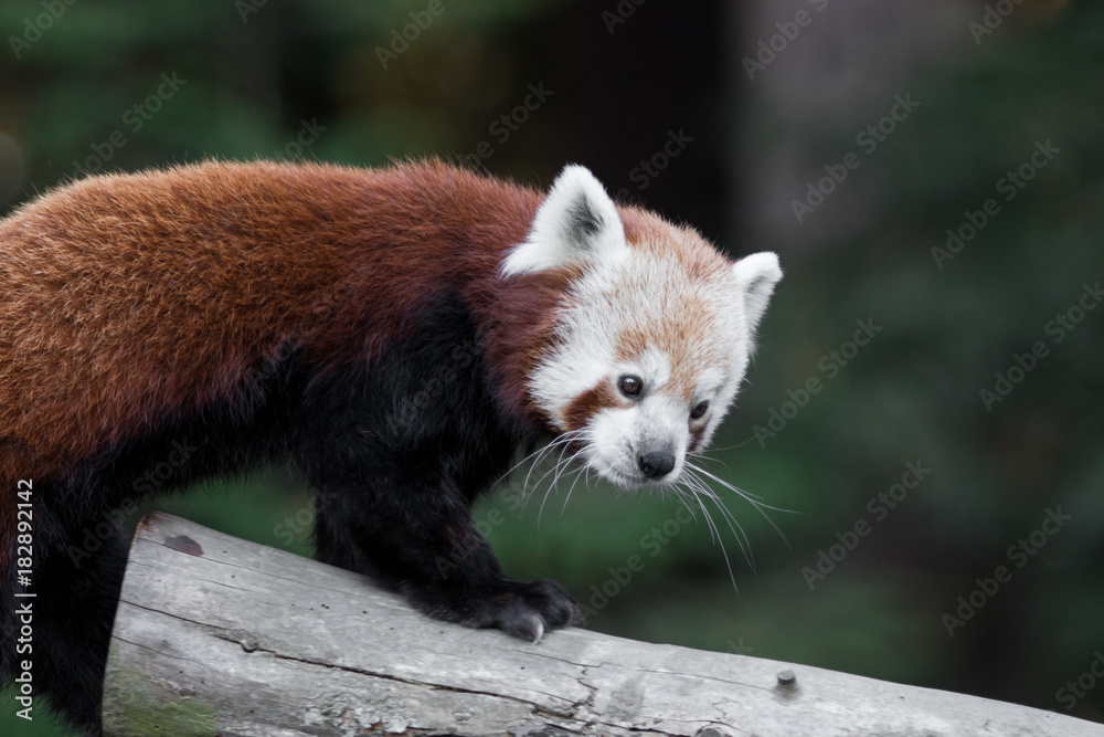 Fototapeta premium red panda