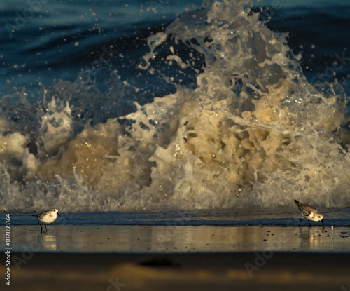 Two Sandpipers Fleeing