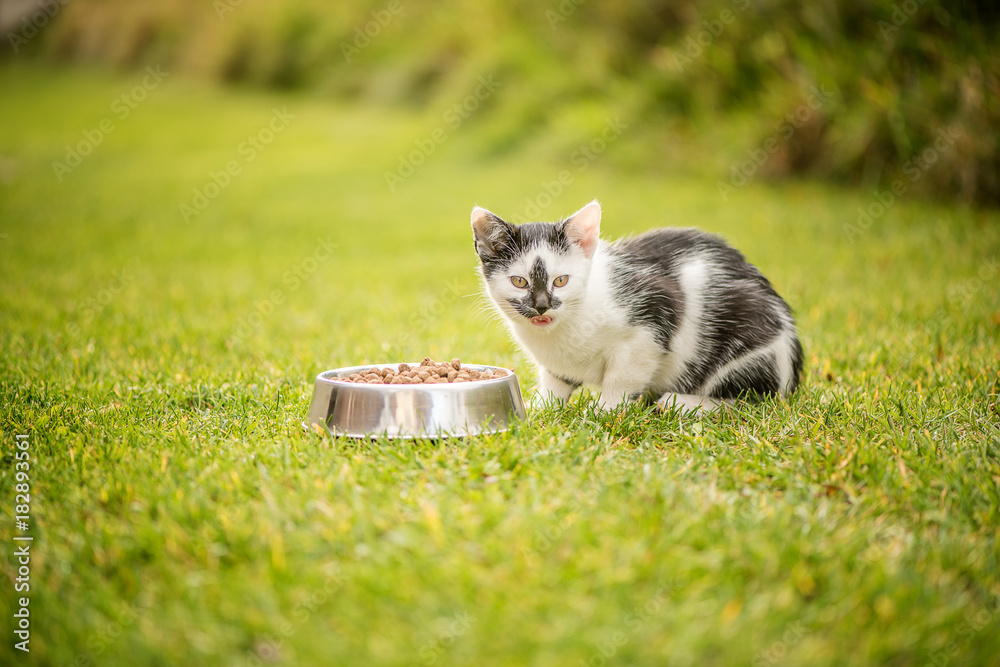 Fototapeta premium kitten eating granulated food out of bowl outside on a green grass background