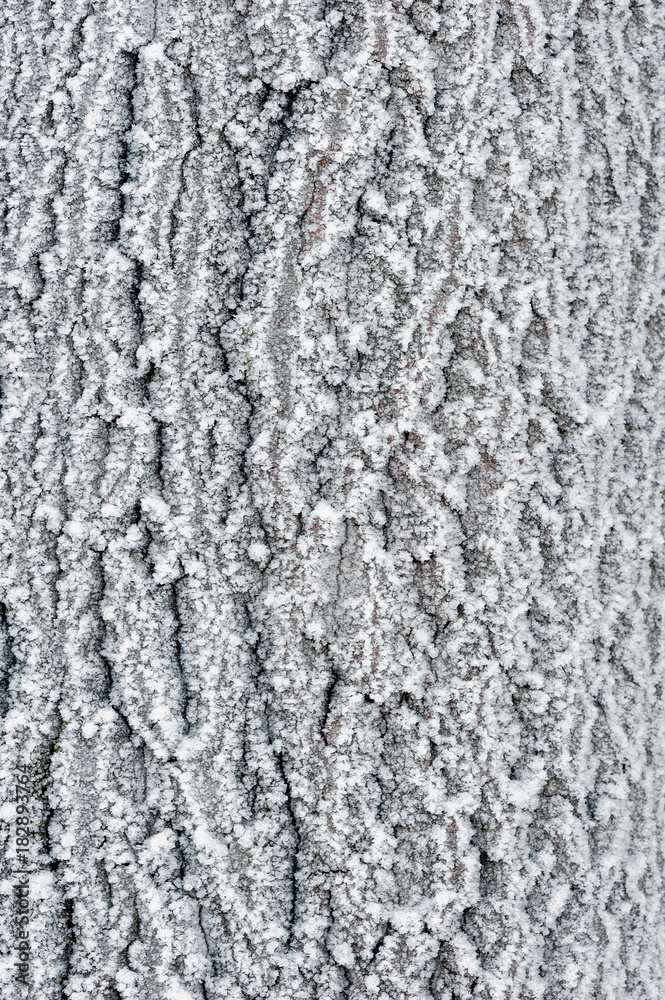 tree bark in a forest covered with snow close-up - a natural background tree bark in a forest covered with snow close-up - a natural background