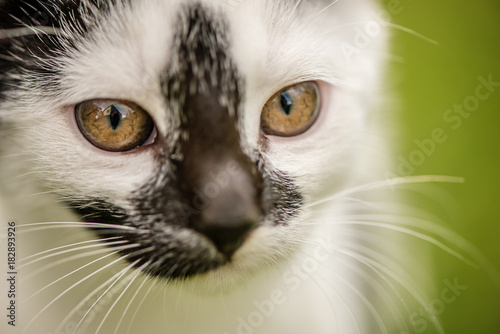 detail of a cats face, eyes and whiskers 