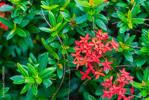 a bush with beautiful small tropical flowers of red color