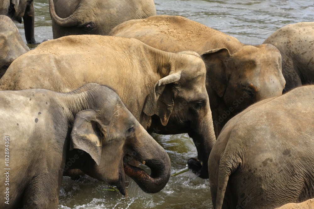 Fototapeta premium Elefantenherde in Indien