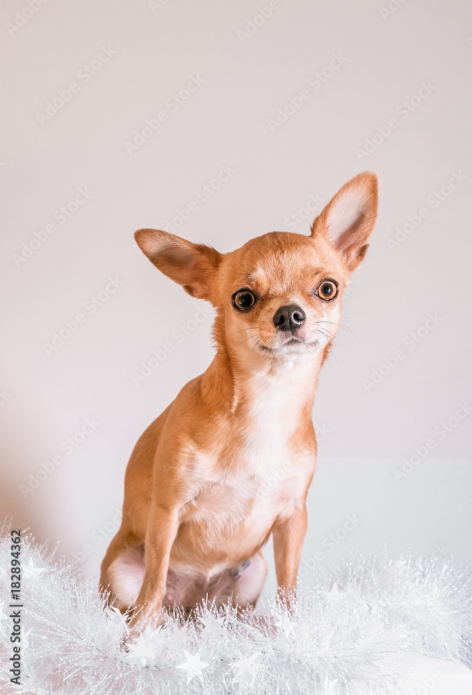 Smooth-haired Chihuahua dog sitting wrapped in a white tinsel. Chihuahua Girl looks nice on a white background. New year concept. Smooth-haired Chihuahua dog sitting wrapped in a white tinsel. Chihuahua Girl looks nice on a white background. New year concept.