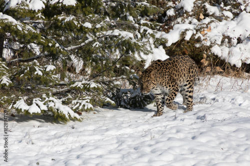 Amur Leopard