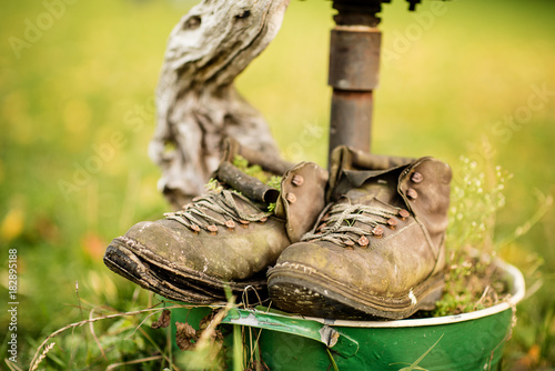 very old vintage leather shoes used as a garden decoration plant pot  © Lumistudio