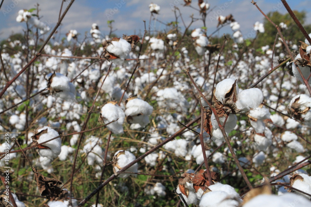 Cotton field in the sun