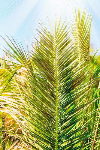 Palm leaves against the blue clear sky in bright sunlight