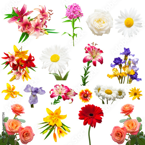 Fototapeta Naklejka Na Ścianę i Meble -  Collection of beautiful colorful flowers isolated on white background. Flat lay, top view