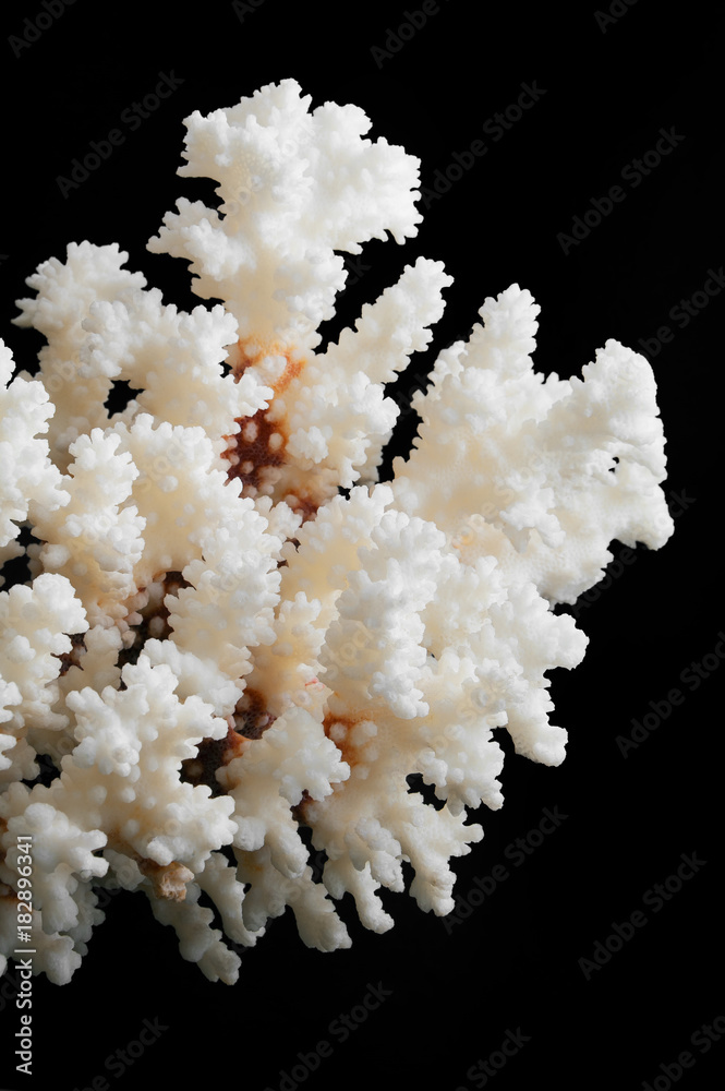 Naklejka premium Dry white coral isolated on black