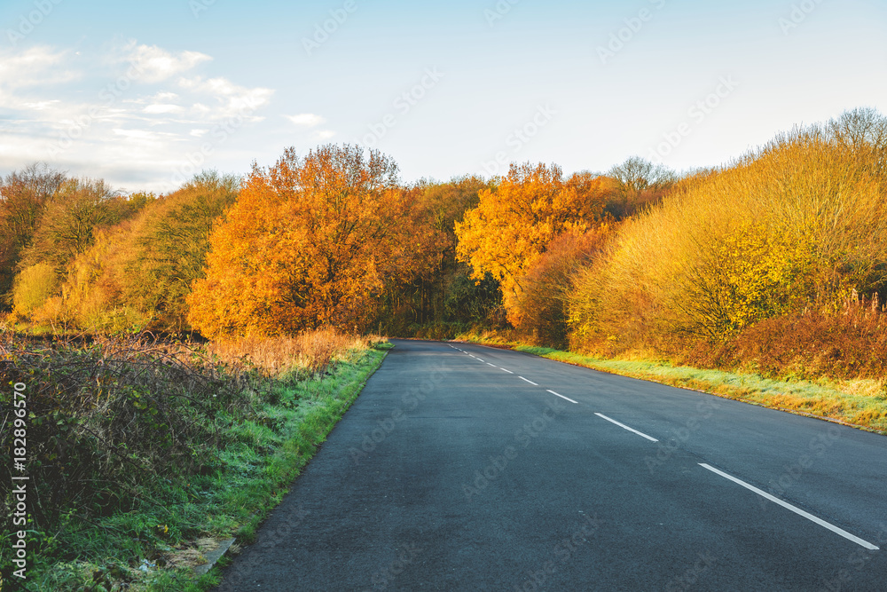 Naklejka premium tree