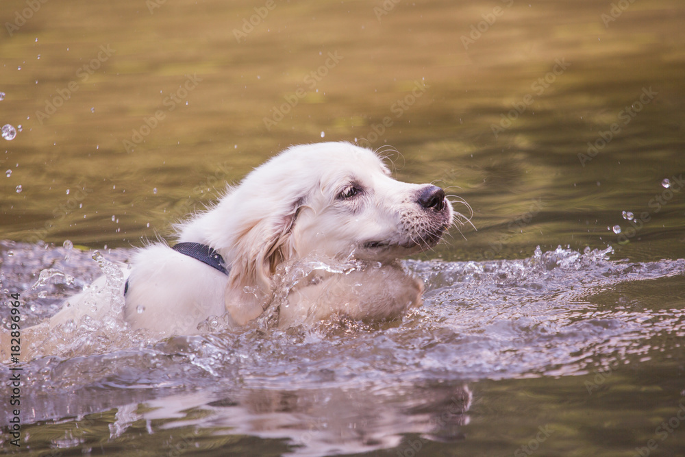 golden retriever dog during his first swim in a lake in belgium golden retriever dog during his first swim in a lake in belgium