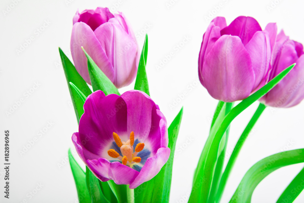 tulip flower in studio quality 8 March postcard