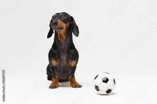 portrait dog of breed of dachshund, black and tan, with a white soccer ball isolated on gray background