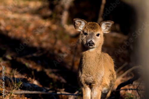 Curious Deer