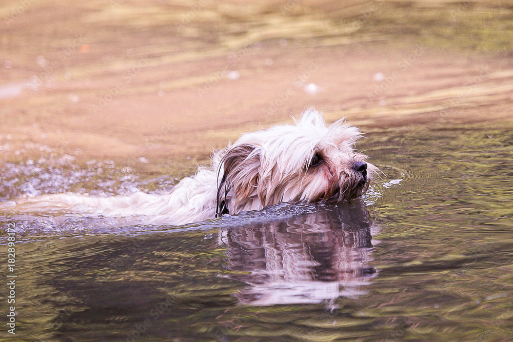 yorkshire dog during his first swim in a lake in belgium