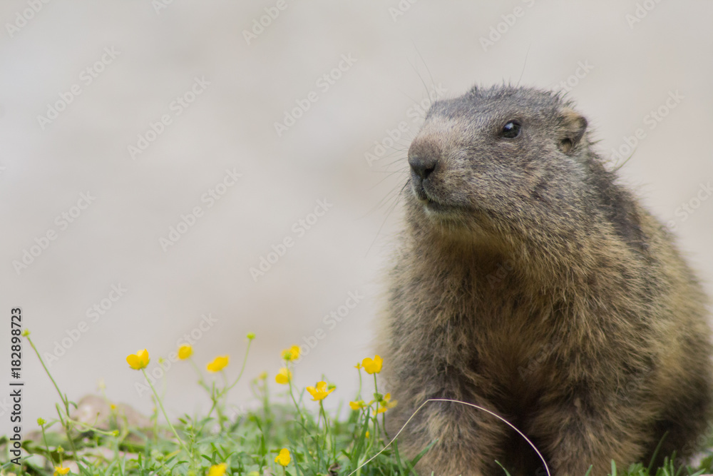 Fototapeta premium Marmotta in montagna