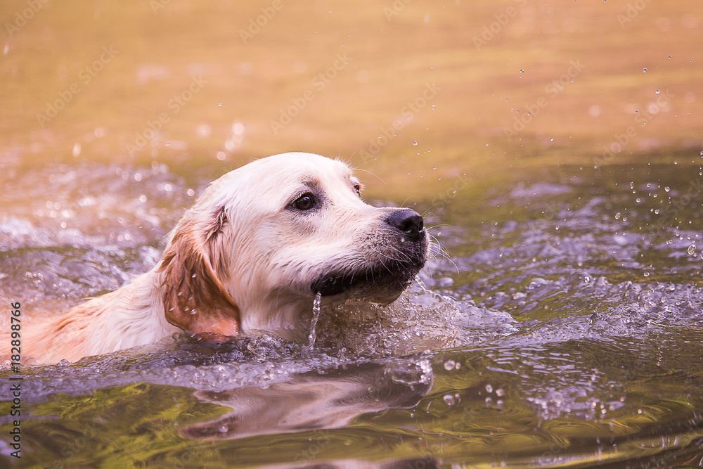 golden retriever dog during his first swim in a lake in belgium golden retriever dog during his first swim in a lake in belgium