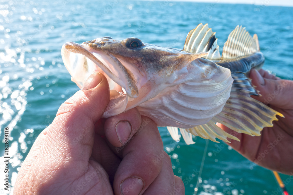Fisherman Holding Sculpin Bullhead Fish Sideways - Caught in Puget