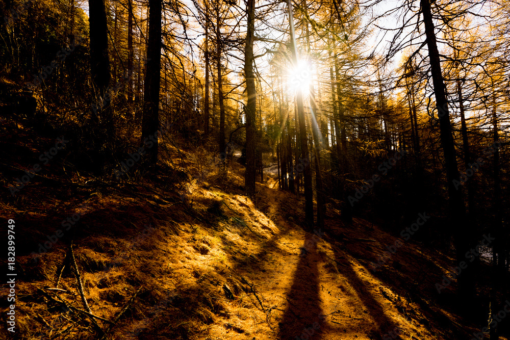Infiltrazioni di luce nel bosco al tramonto Infiltrazioni di luce nel bosco al tramonto