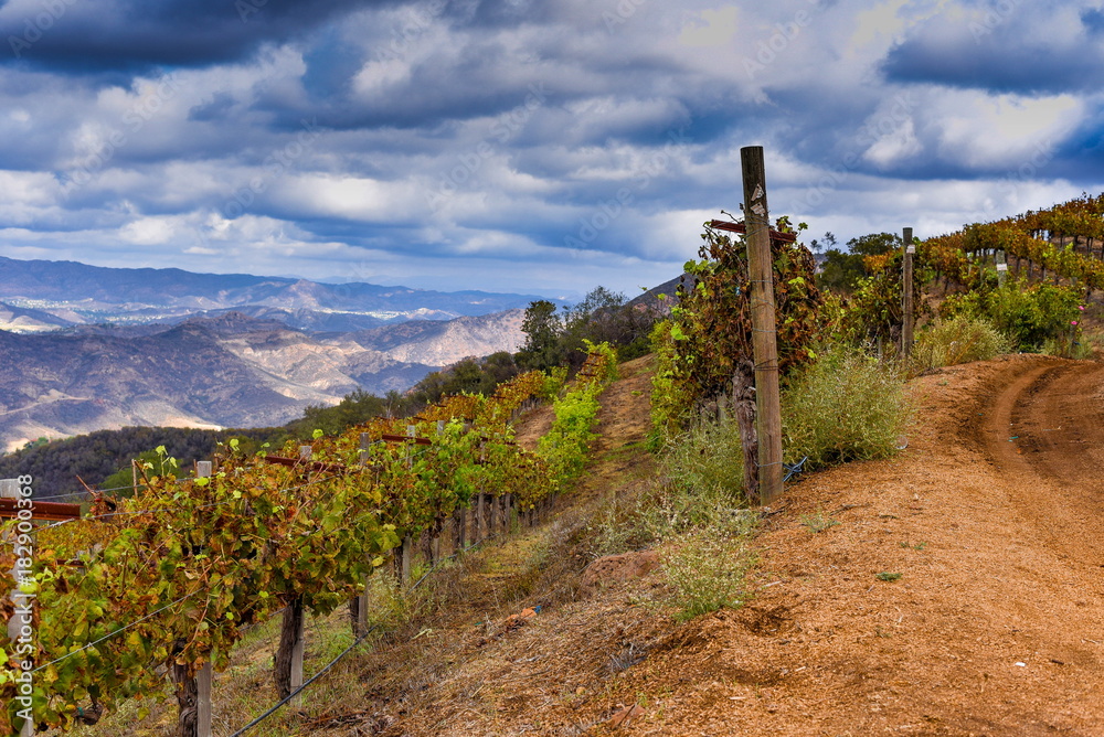 Fototapeta premium Malibu Wine Safaris