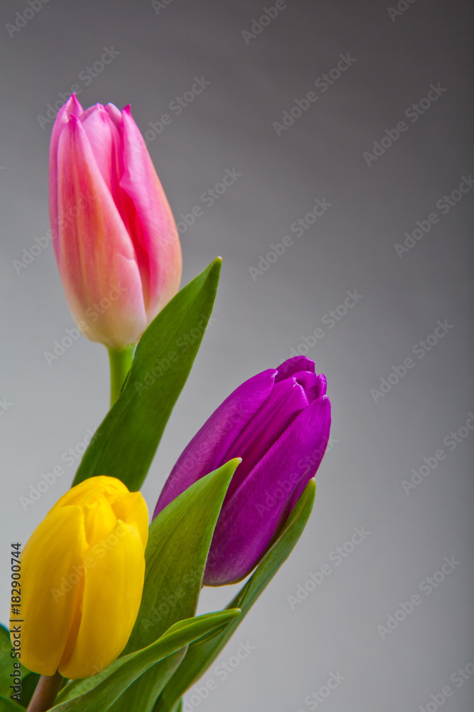 Fototapeta premium Tulip flower in studio quality 8 March postcard